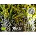 Gojnik z Olympu BIO 35g Greco Products