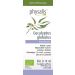 Olejek Eteryczny Eukaliptus Gałkowy (Eucalyptus Globulus) BIO 10ml Physalis