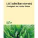 Babka lancetowata 50g Flos