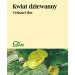 Kwiat dziewanny 50g Flos