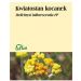 Kocanka kwiat 50g Flos