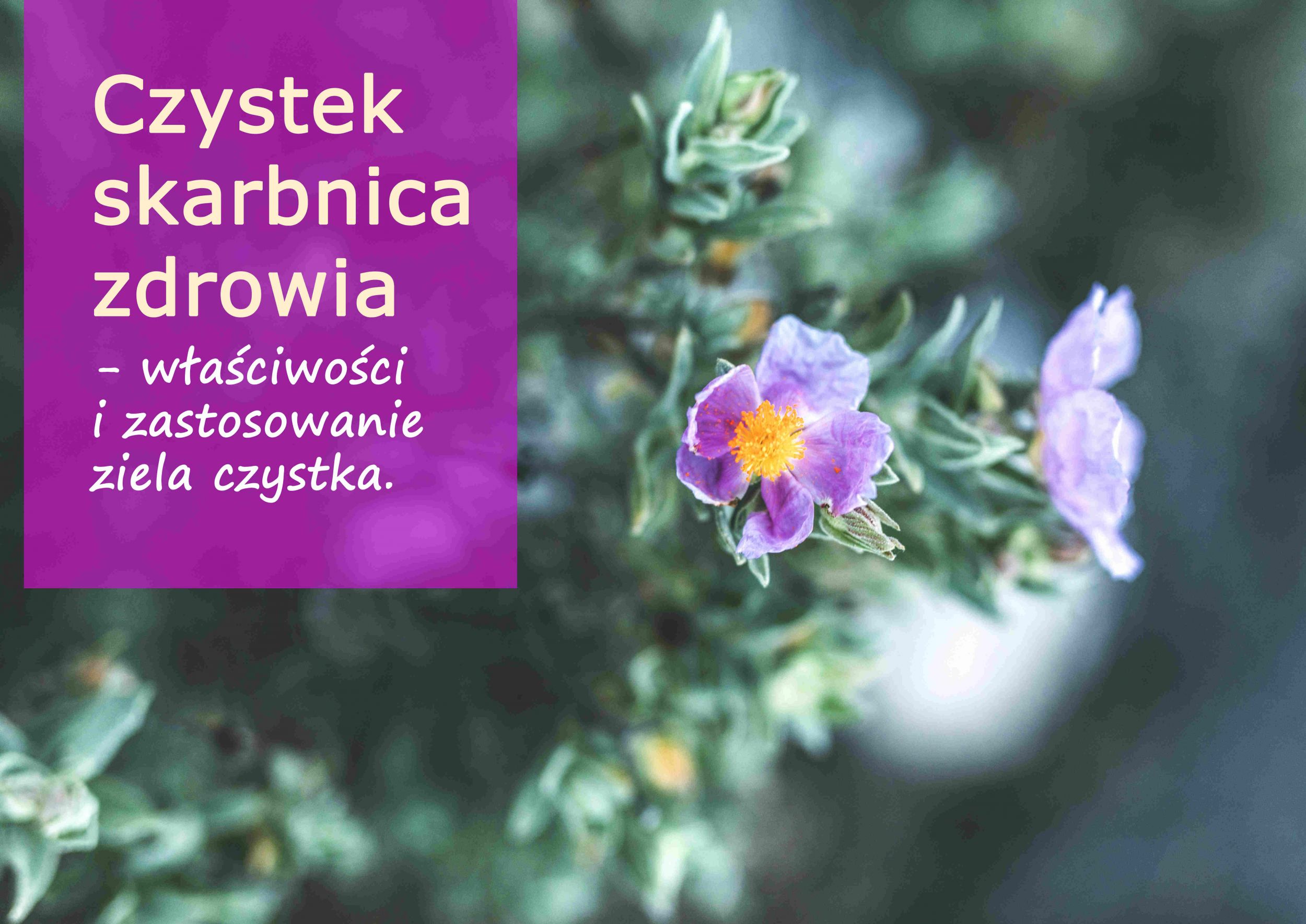 czystek_skarbnica_zdrowia.jpg