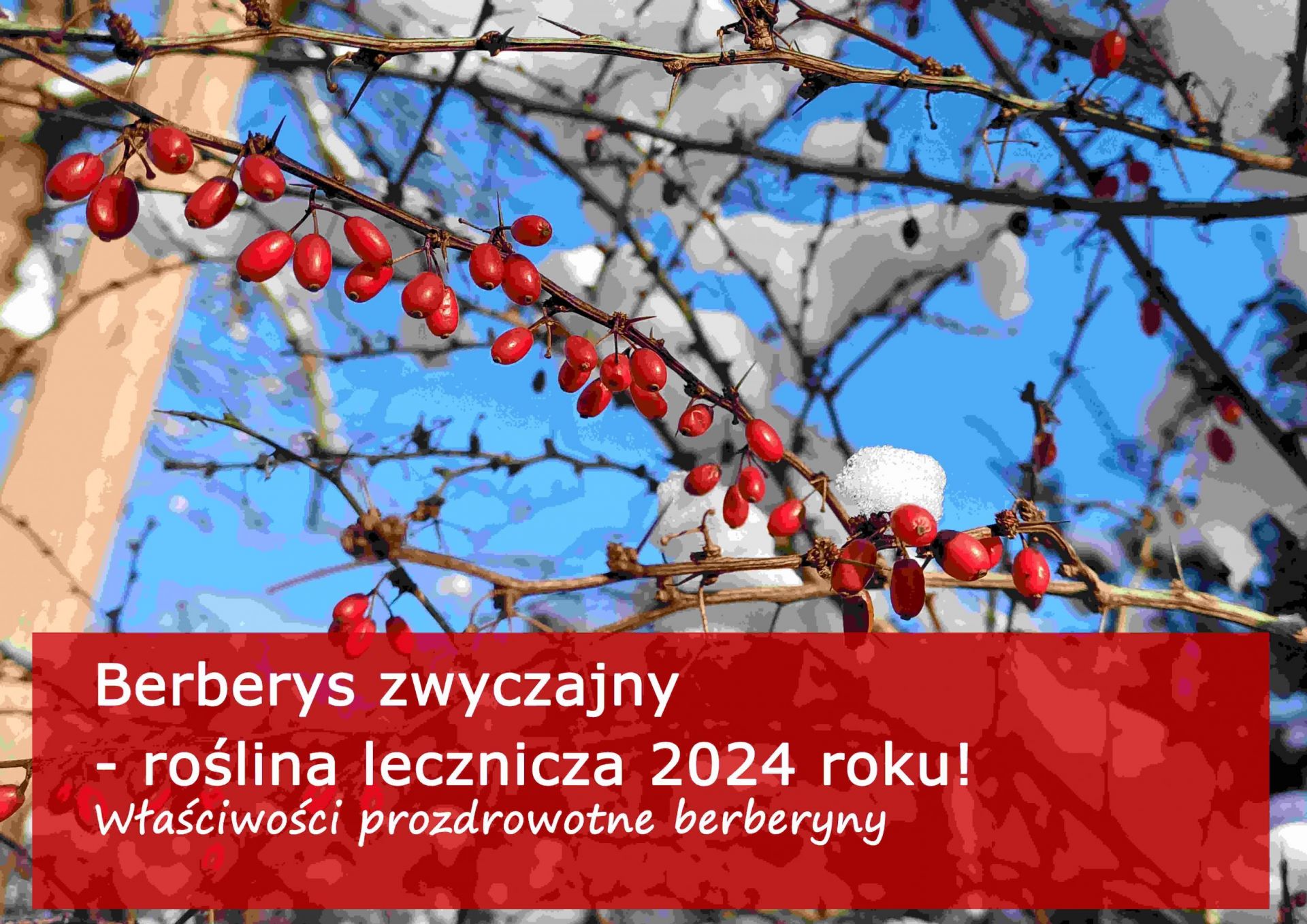 Berberys zwyczajny - roślina lecznicza 2024 roku! - berberys-zwyczajny-wlasciwosci-prozdrowotne-berberyny.jpg