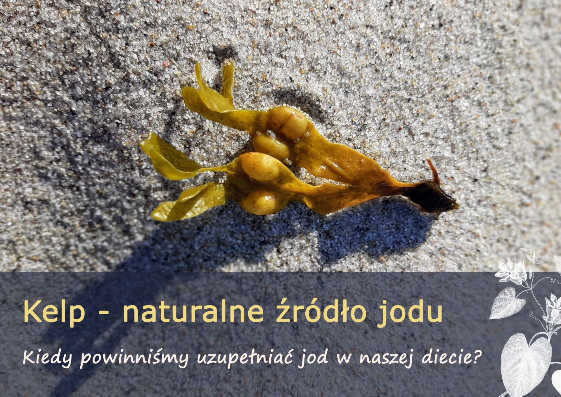 Kelp - Naturalne źródło jodu - kelp1.jpg