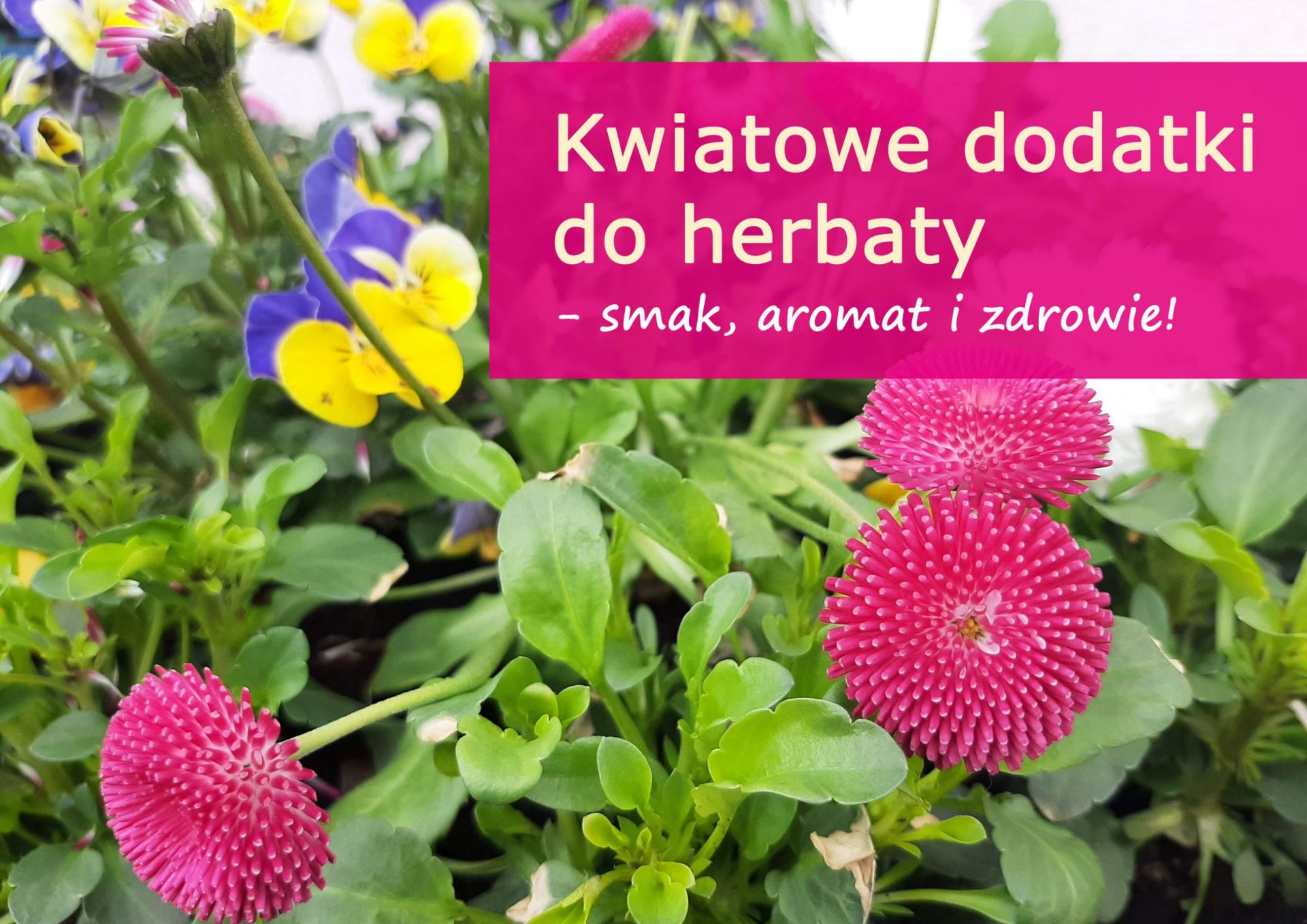 Kwiatowe dodatki do herbaty – smak, aromat i zdrowie w filiżance - kwiatowe_dodatki_do_herbaty.jpg