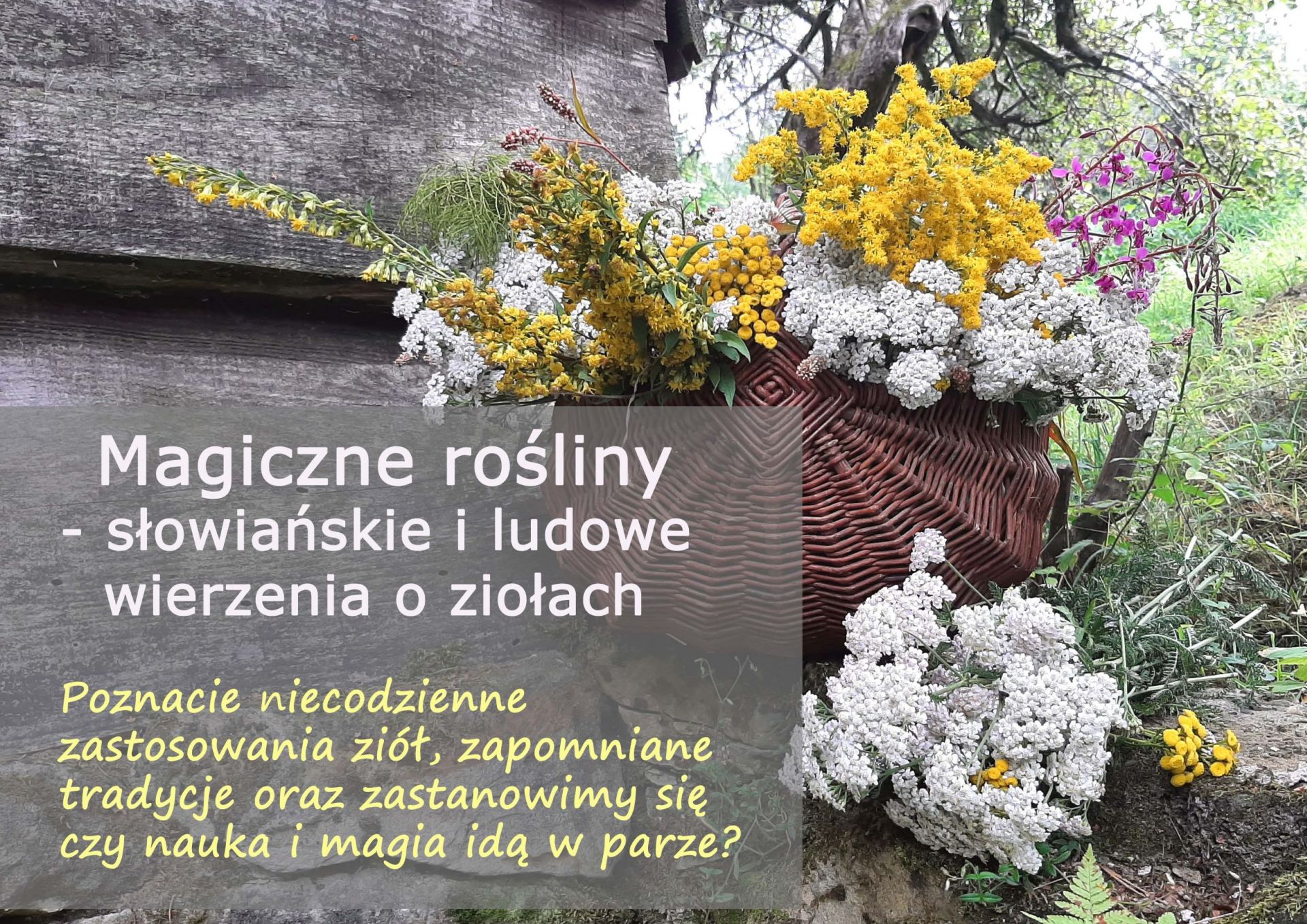 Magiczne rośliny - słowiańskie i ludowe wierzenia o ziołach - magiczne_rosliny_slowianskie_i_w_ludowych_wierzeniach-min.jpg