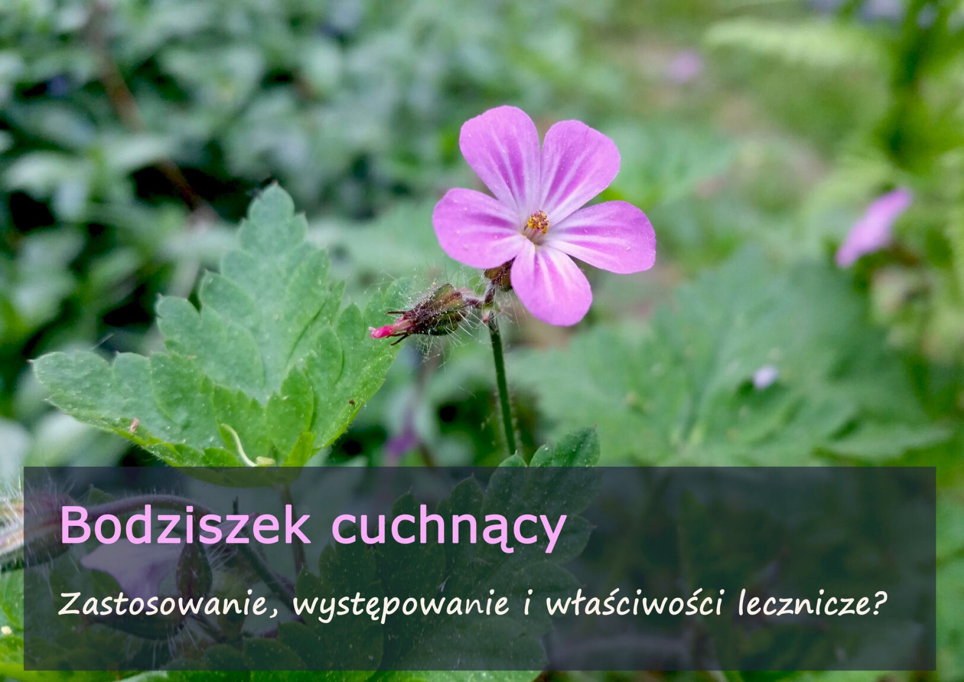 Bodziszek cuchnący - zastosowanie, występowanie i właściwości lecznicze. - rsz_bodziszek_cuchnacy.jpg