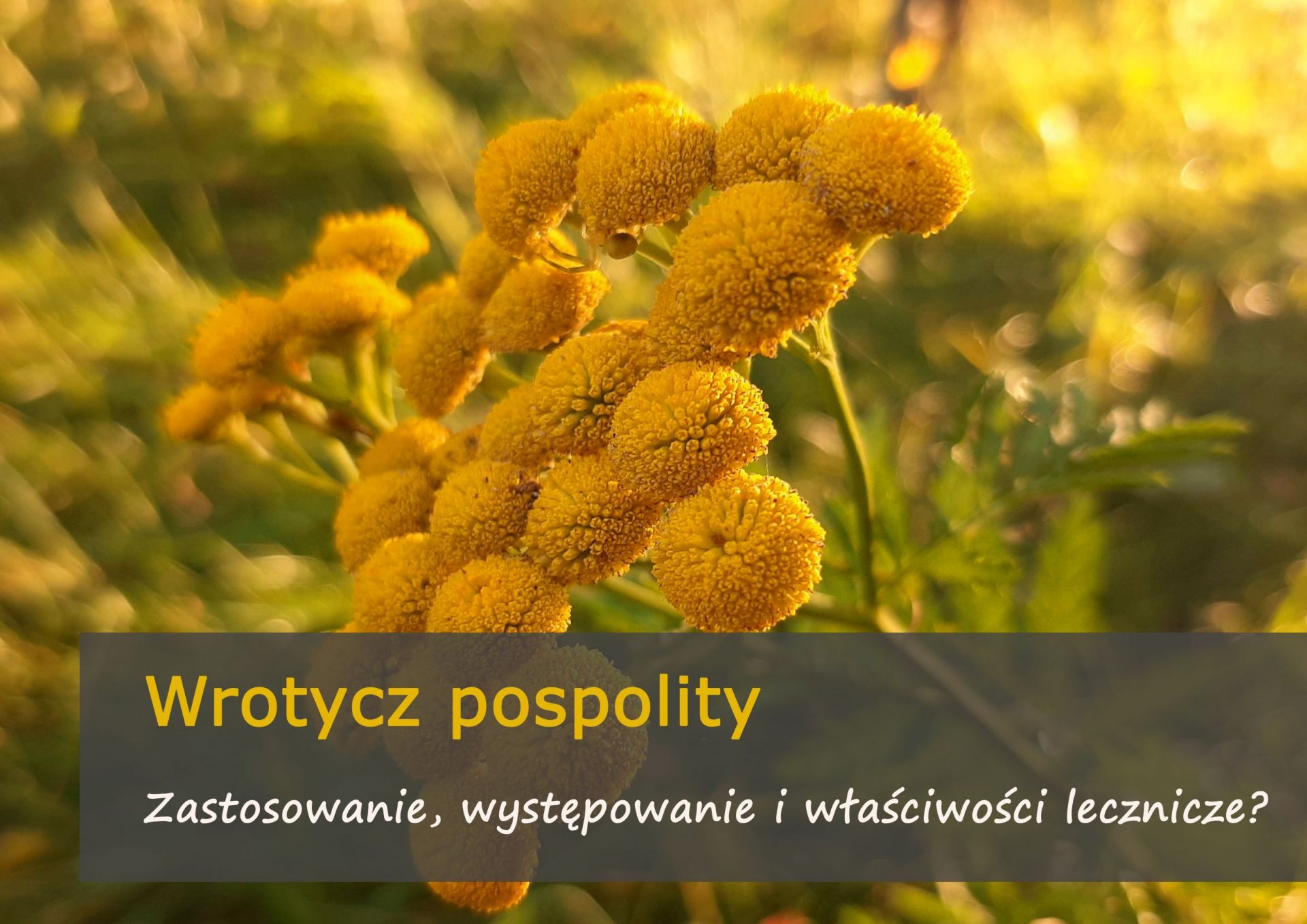 Wrotycz pospolity - właściwości i sposób użycia - wrotycz_pospolity.jpg