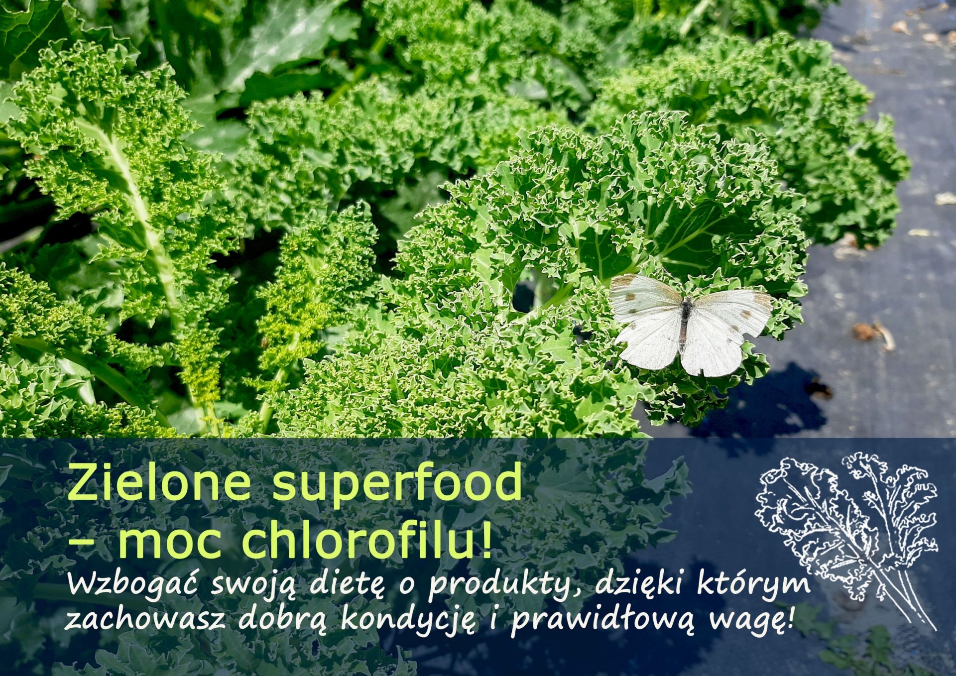 Zielone superfood – moc chlorofilu!  - zielone_superfoods.jpg