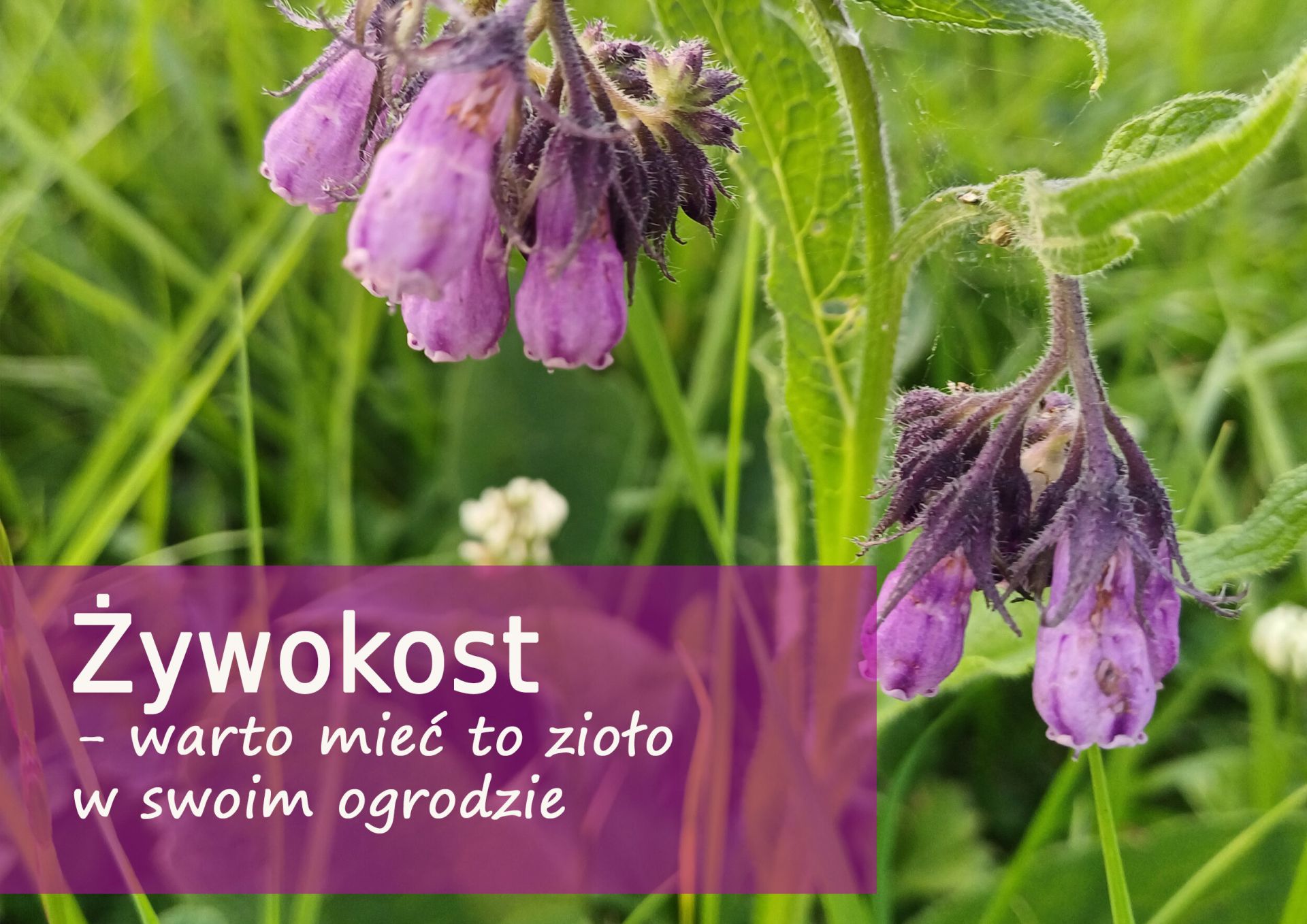 Żywokost - warto mieć to zioło w swoim ogrodzie - zywokost_-_warto_miec_to_ziolo_w_swoim_ogrodzie.jpg