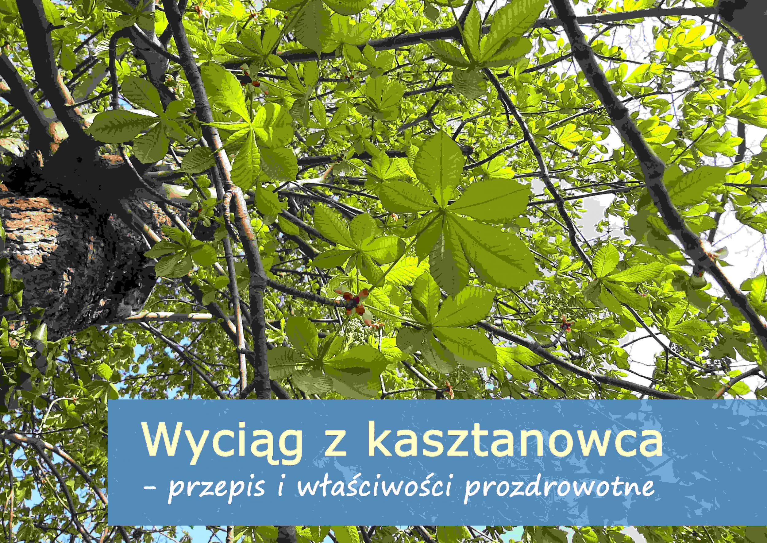 wyciag_z_kasztanowca_(1).jpg